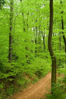 Detail of green spring forest with brown path.