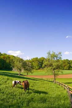 Two horses grazing on green meadow. Lots of blue sky for your text.