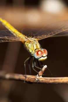 Image of a dragonfly ( sympetrum sp ) accomplished like photo of approximation.