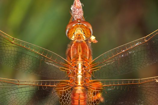 Image of a dragonfly ( sympetrum sp ) accomplished like photo of approximation.