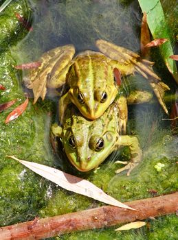 Couple of frogs joined together in a pond in summer