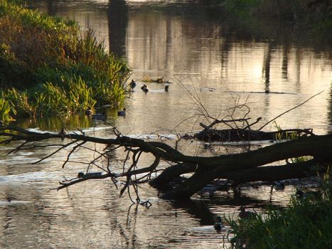 ducks on the river