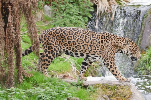 Close up of a Jaguar (Panthera onca)