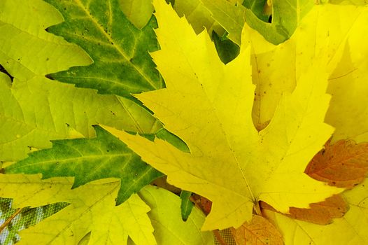 Yellow and green leaves as background