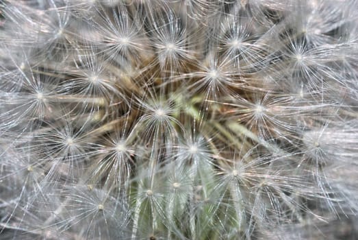 A close up of a head of a dandelion.