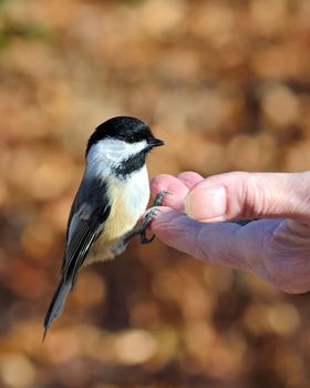 A black-capped chickadee perched on a hand eating bird seed.