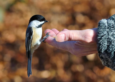 A black-capped chickadee perched on a hand eating bird seed.