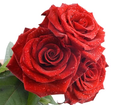 Three red roses with water drops on the white background