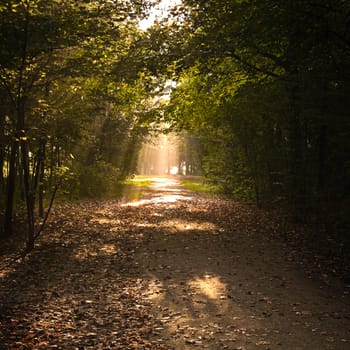 Sunny autumn morning in park with lightbeams on the path