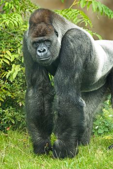 Portrait of Silverback gorilla looking straight into camera