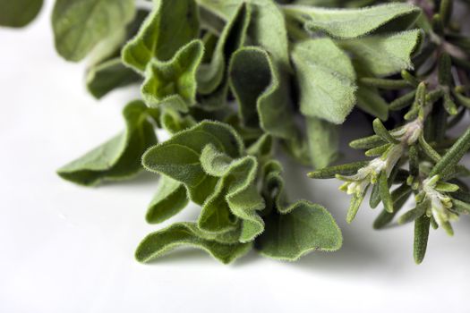 Close up of fresh marjoram and rosemary.