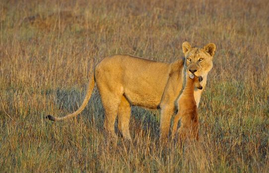 A lioness with new-born antelope prey. The lioness goes on savanna and bears the killed kid of an antelope. A yellow grass. The morning sun.