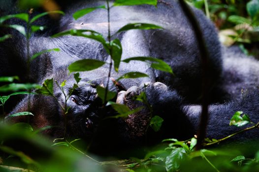 Silverback -  adult male of a gorilla.Western Lowland Gorilla.