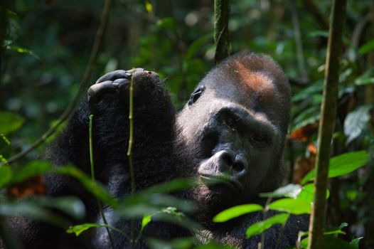 Silverback -  adult male of a gorilla.Western Lowland Gorilla.