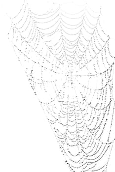 Spiderweb wirh fog-drops isolated on white background - black and white image