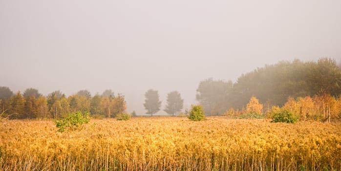 On a very foggy autumn morning the first sunshine breaks through the mist giving color to the field 