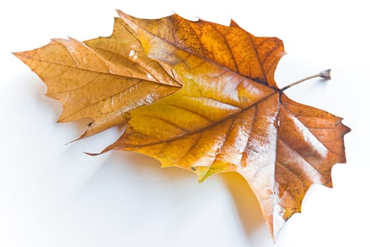 two brown wet leaves from plane tree in autumn with shadow on white background