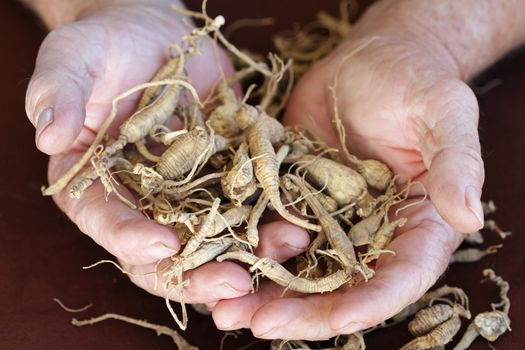 Elderly man's hands holding harvested ginseng from the Appalachian area of the United States. Extreme shallow DOF with selective focus on ginseng near finger tips.
