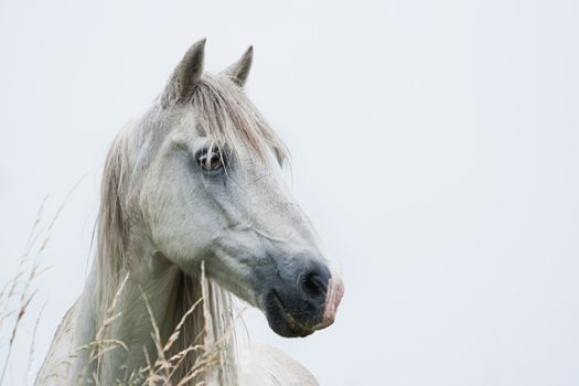 Head of white horse with light blue background - horizontal image