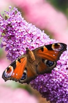 Peacock butterfly on pink flowers of butterfly bush