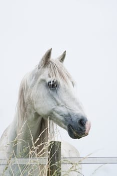 Head of white horse with light blue background - vertical image