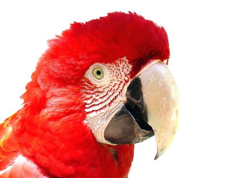 Brazilian red macaw face