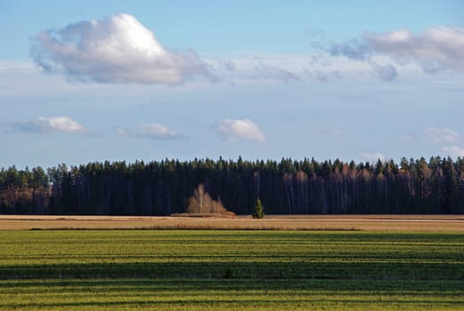 Shadows growing longer on a green, cultivated field in October, with coniferous forest and a couple of clouds on the blue sky. Photographed in Tammela, Finland in October 2010.