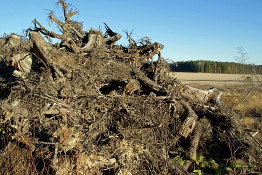 Tree stumps piled up in storage to dry after harvesting. They are an alternative source of fuel.  Photographed in Tammela, Finland October 2010.