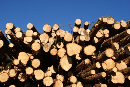 A stack of spruce logs with clear blue sky on the background. Photographed in Tammela, Finland in October 2010.