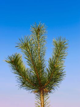 Young pine. Green softwood tree against blue sky