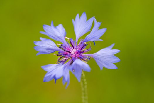  blue cornflower against green background