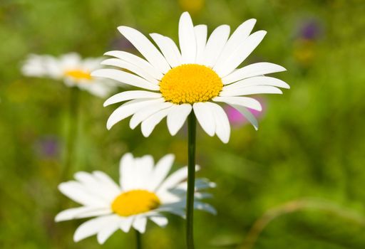 close-up camomile on green grass background