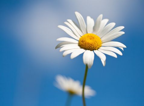 chamomile on blue sky background, selective focus