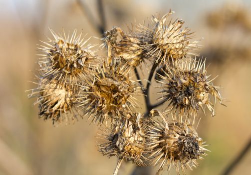 close-up dry burdock bush, selective focus