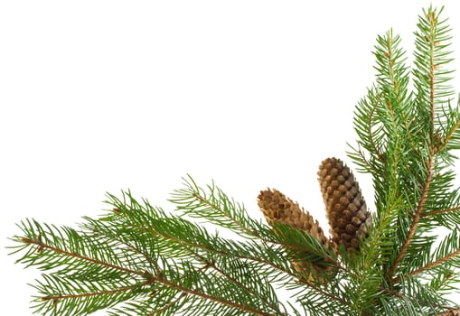 close-up fir branches and cones as frame, isolated on white