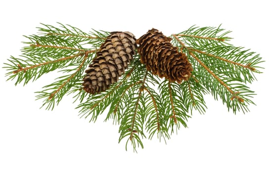 close-up fir tree branches with cones, isolated on white