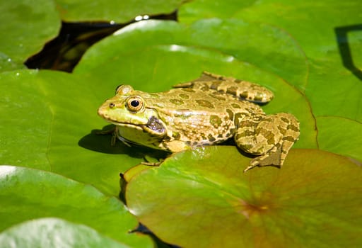 green frog sitting on leaf in pond