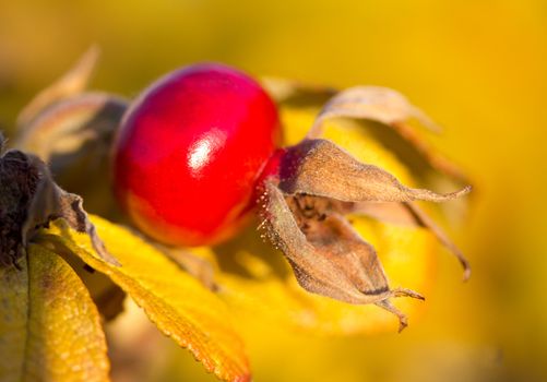 close-up ripe rosehip, selective focus