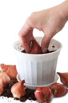 Womans hand planting tulip bulbs.