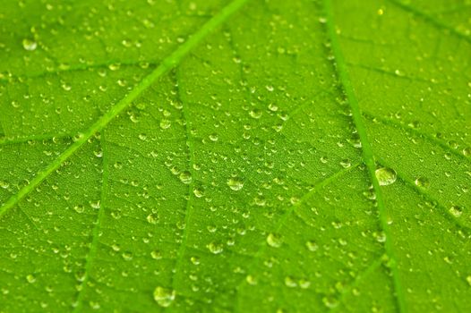 Close-up of waterdrops on an leaf