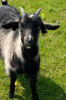 Black goatling grazing on pasture