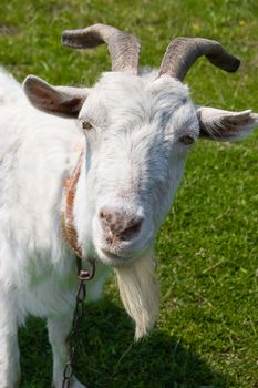Curious white goat over green grass
