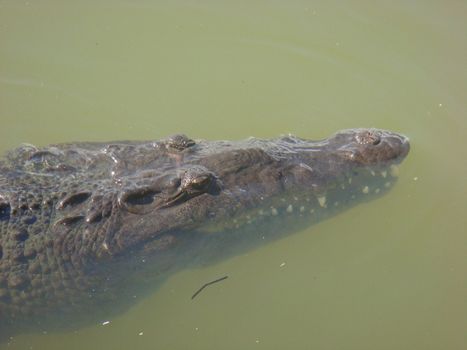 water view of a crocodile on the black river