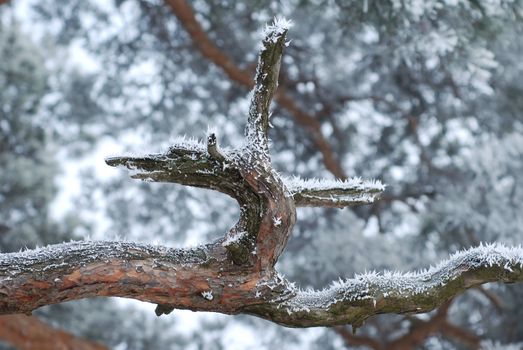 pine bough with frost
