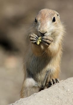 Kid prairie dog are eating peanuts.