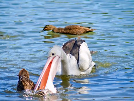 Pelican attacking a wild duck in the water in australia