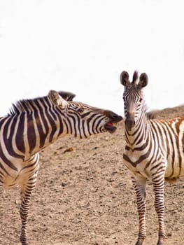 Wild temper - Two African Zebra biting playfully 