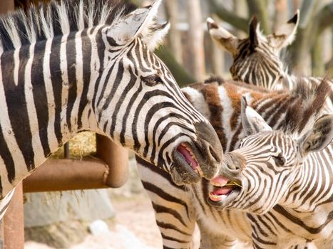 Keep away from my food - Two Zebra biting 