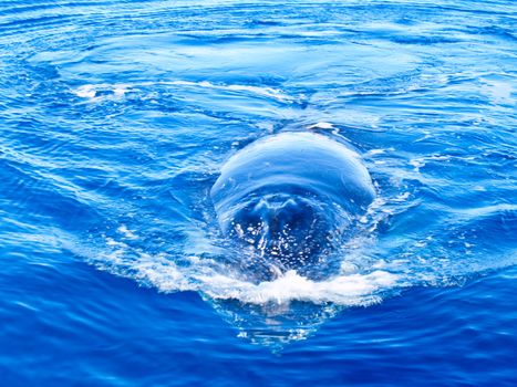 Semi submerged humpback whale in the ocean in australia
