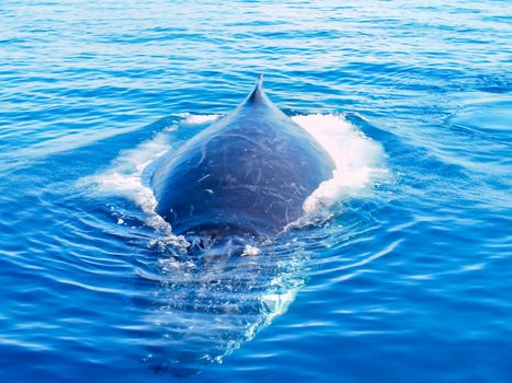 Semi submerged humpback whale in the ocean in australia